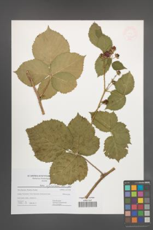 Rubus corylifolius [KOR 47700]