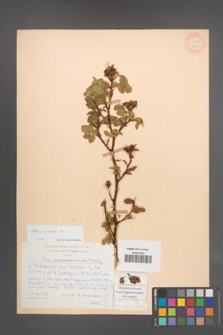 Rosa agrestis [KOR 18126]