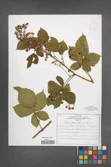 Rubus corylifolius [KOR 52226]