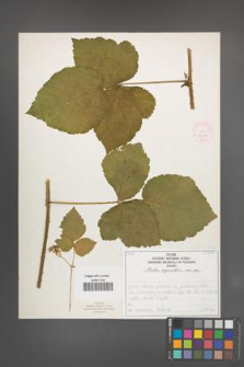Rubus corylifolius [KOR 52208]
