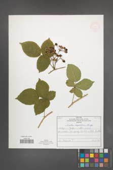 Rubus corylifolius [KOR 52227]