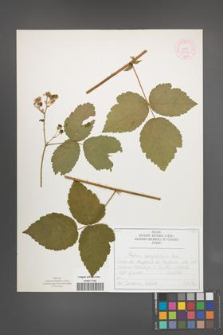 Rubus corylifolius [KOR 52238]