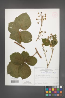 Rubus corylifolius [KOR 52220]