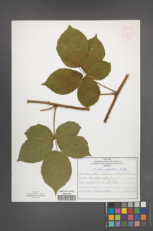 Rubus corylifolius [KOR 52225]