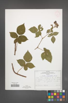 Rubus corylifolius [KOR 52211]