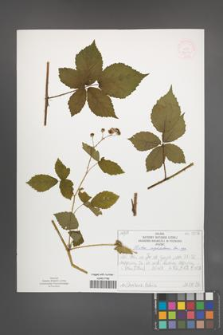Rubus corylifolius [KOR 52214]