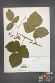 Rubus corylifolius [KOR 52239]