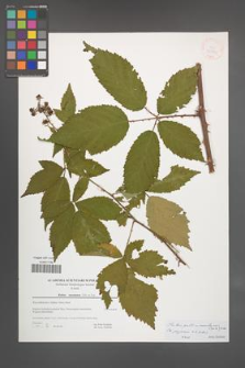 Rubus gallinimontanus [KOR 39772]