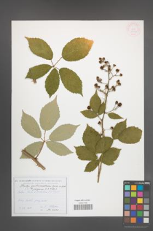 Rubus gallinimontanus [KOR 54612]
