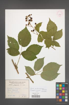 Rubus gallinimontanus [KOR 53988]