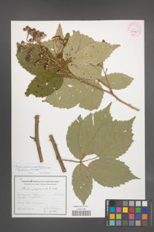 Rubus gallinimontanus [KOR 53986]