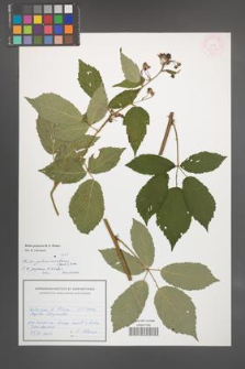 Rubus gallinimontanus [KOR 54611]