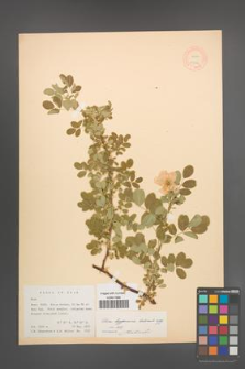 Rosa beggeriana [KOR 17594]