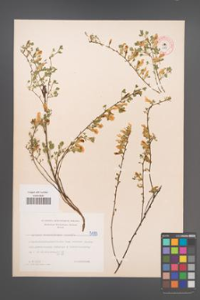 Cytisus ratisbonensis [KOR 5089]