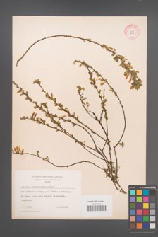 Cytisus ratisbonensis [KOR 9114]