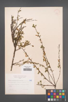 Cytisus ratisbonensis [KOR 5119]
