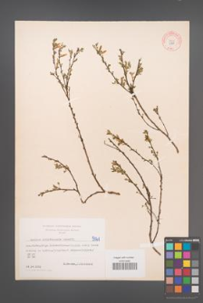 Cytisus ratisbonensis [KOR 5061]