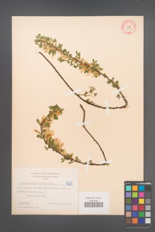 Cytisus ratisbonensis [KOR 4258]