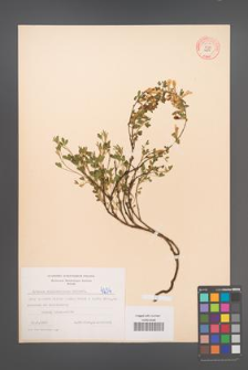 Cytisus ratisbonensis [KOR 54604]