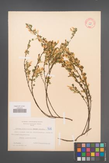 Cytisus ratisbonensis [KOR 4261]