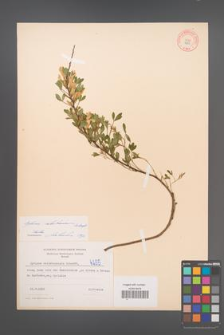 Cytisus ratisbonensis [KOR 4255]