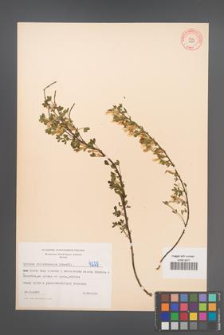 Cytisus ratisbonensis [KOR 4229]