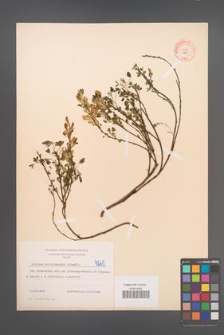 Cytisus ratisbonensis [KOR 4265]