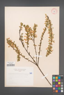 Cytisus ratisbonensis [KOR 5188]