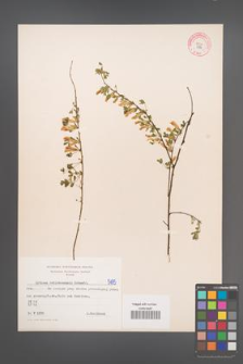 Cytisus ratisbonensis [KOR 5185]