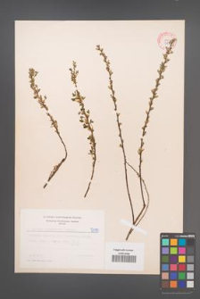 Cytisus ratisbonensis [KOR 5080]