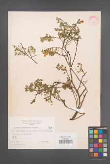 Cytisus ratisbonensis [KOR 5239]