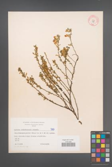 Cytisus ratisbonensis [KOR 5187]