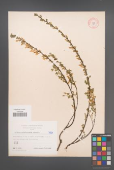 Cytisus ratisbonensis [KOR 3251]