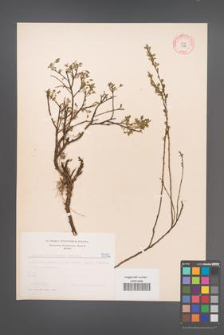 Cytisus ratisbonensis [KOR 5072]