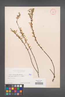 Cytisus ratisbonensis [KOR 5066]