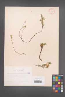 Cytisus ratisbonensis [KOR 5068]