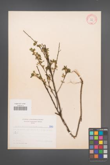 Cytisus ratisbonensis [KOR 5145]