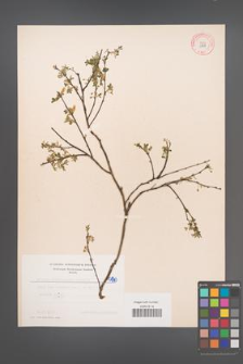 Cytisus ratisbonensis [KOR 5143]