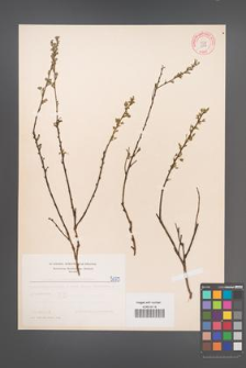 Cytisus ratisbonensis [KOR 5073]