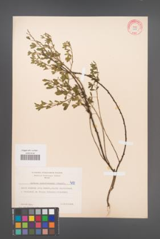 Cytisus ratisbonensis [KOR 4690]