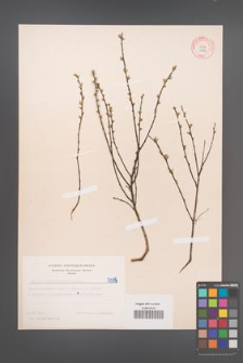 Cytisus ratisbonensis [KOR 5095]