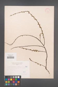 Cytisus ratisbonensis [KOR 5115]