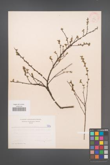 Cytisus ratisbonensis [KOR 5114]