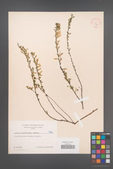 Cytisus ratisbonensis [KOR 5112]