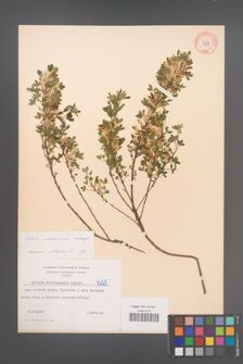 Cytisus ratisbonensis [KOR 4228]