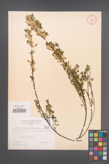 Cytisus ratisbonensis [KOR 4237]