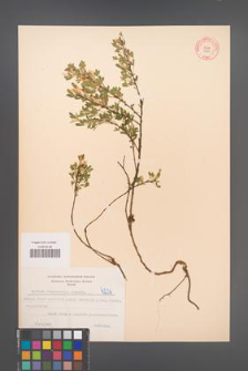 Cytisus ratisbonensis [KOR 4236]