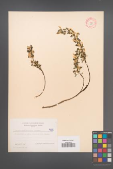 Cytisus ratisbonensis [KOR 4589]