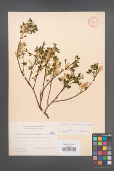 Cytisus ratisbonensis [KOR 4588]