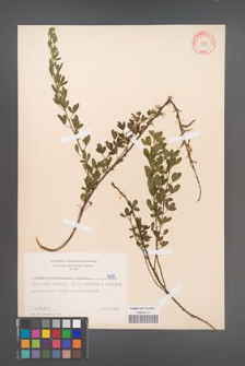 Cytisus ratisbonensis [KOR 4691]